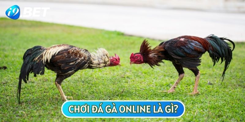 Chơi đá gà online ngày nay đang là xu hướng phổ biến trên thị trường