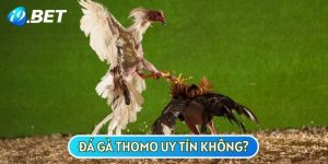 Đá Gà Thomo Uy Tín Không? Liệu Có Bịp Bợm Như Lời Đồn?