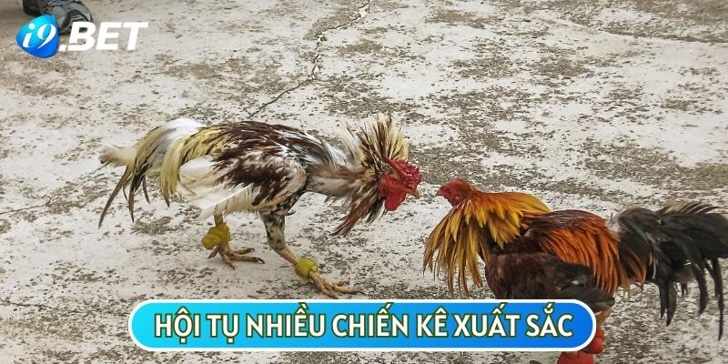 Câu hỏi đá gà Thomo uy tín không được minh chứng qua việc đây là nơi hội tụ của nhiều thần kê