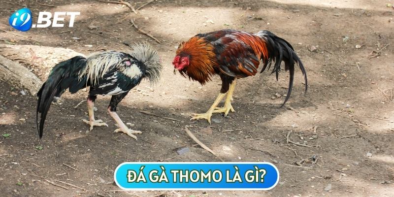 Câu hỏi về việc đá gà Thomo uy tín không luôn được nhiều sư kê quan tâm