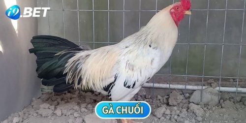 Đặc Điểm Của Gà Chuối Và Cách Xem Ngày Thi Đấu Cực Chuẩn