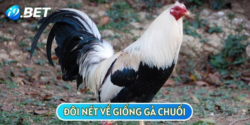 Nghe có vẻ xa lạ nhưng giống gà này lại quen thuộc với nhiều người