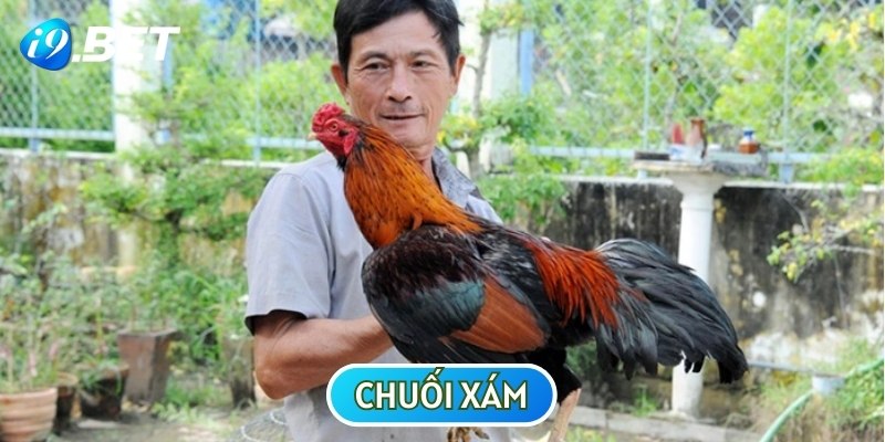 Chuối xám là chiến kê sở hữu bộ lông màu nâu xám