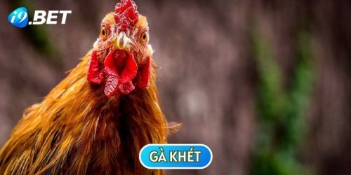 Gà Khét - Thần Kê Lừng Danh Với Khả Năng Đánh Đâu Thắng Đó