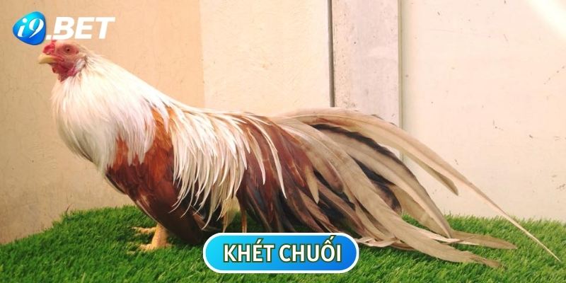 Khét chuối là chiến kê có dấu hiệu nhận biết rất đơn giản