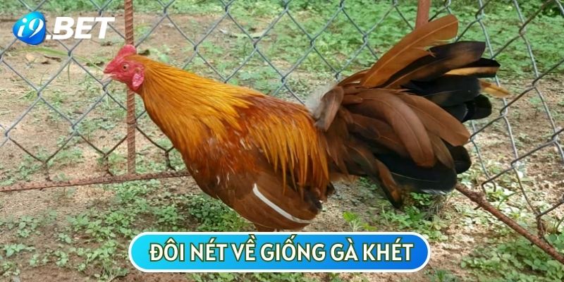 Gà khét được nhiều người yêu thích nhờ ngoại hình và khả năng tấn công linh hoạt