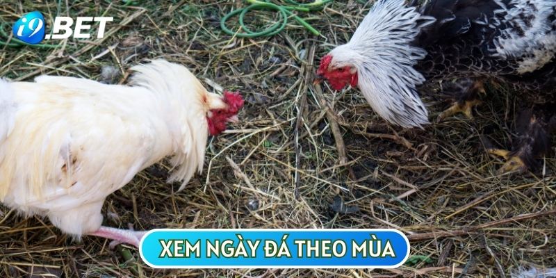 Chọn ngày thi đấu theo 4 mùa xuân, hạ, thu và đông