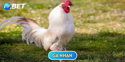 Gà Nhạn - Chiến Kê Mạnh Mẽ Được Hàng Triệu Sư Kê Săn Lùng