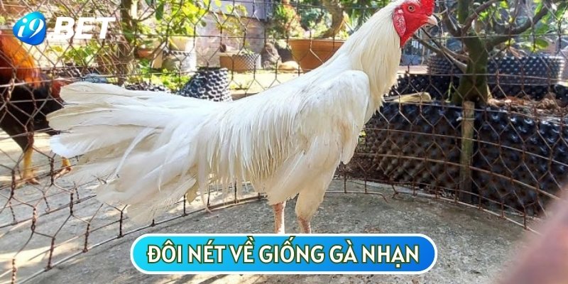 Gà nhạn là giống gà có màu lông trắng giống với các loài chim nhạn