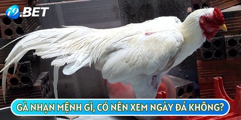 Theo tài liệu cổ xưa của cha ông ta, gà nhạn có lông màu trắng sẽ thuộc mệnh Kim